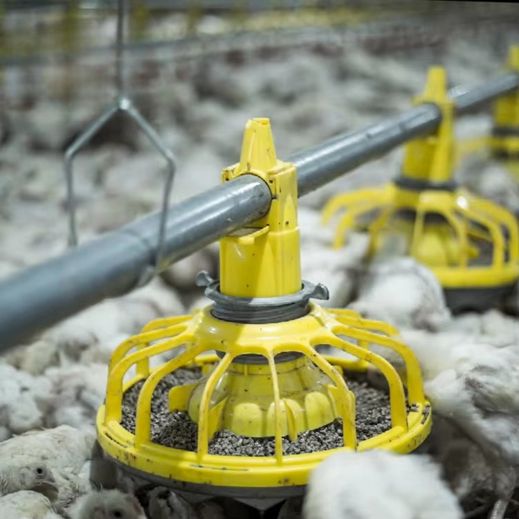 Agriculture Farming Equipments - Tavuk ve kümes hayvanları tarım ekipmanları/broiler