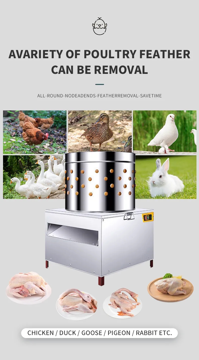 HHD Orta Boy SD50 Tavuk Tüyü Y - Chicken Plucker Machine incelemesi ve fiyatı