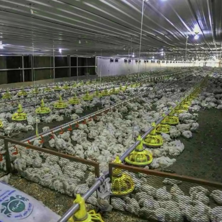 Tavuk ve kümes hayvanları tarı - Agriculture Farming Equipments incelemesi ve fiyatı